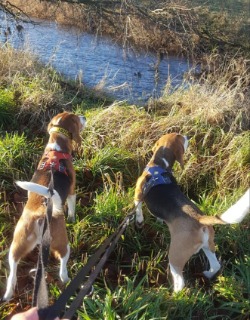 two beagles walking on lead near a river